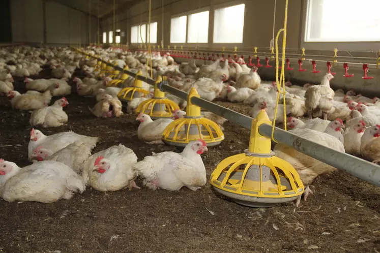 Pour chercher de la marge et obtenir la prime qualité sur les coussinets plantaires, les éleveurs de poulet lourd augmentent leurs dépenses de gaz et de litière. © A. Puybasset