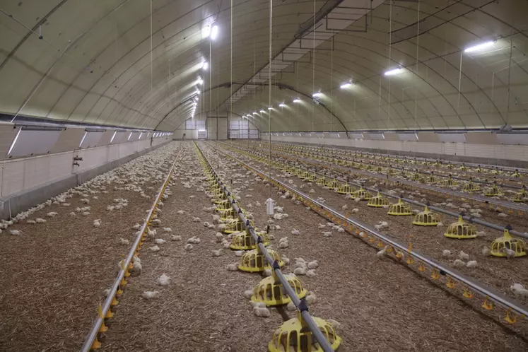 La dernière génération de tunnels Duc est construite en ventilation dynamique pour produire du poulet Ross 308. © P. Le Douarin