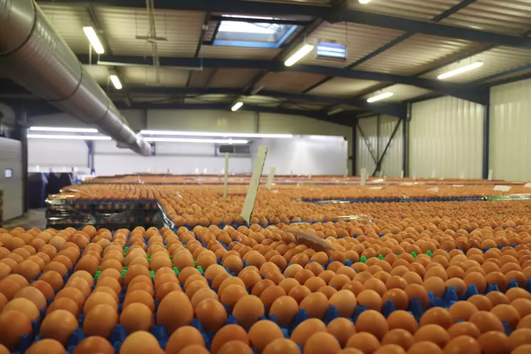 Stockage d'œufs en attente de conditionnement chez CDPO. Avec ses 18 000 m2 et sa capacité de 390 000 œufs par heure, Esternay est le plus grand centre d'emballage de France, voire d'Europe.  © P. Le Douarin