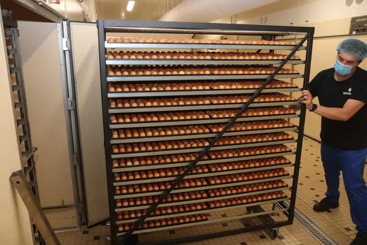La salle d’incubation (jusqu’à 19 jours) comprend des machines Petersime reconditionnées pouvant chacune recevoir 33 600 œufs en chargement unique. © P. Le Douarin