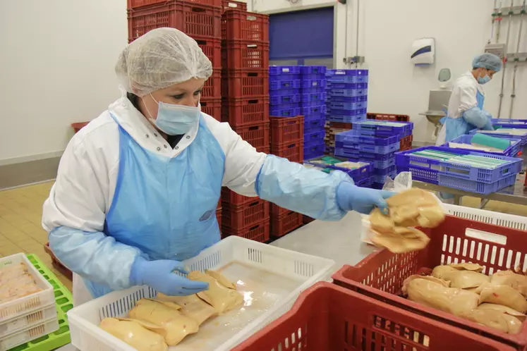 Pour l'instant, le tri des foies gras crus est réalisé manuellement par du personnel très expérimenté © P. Le Douarin