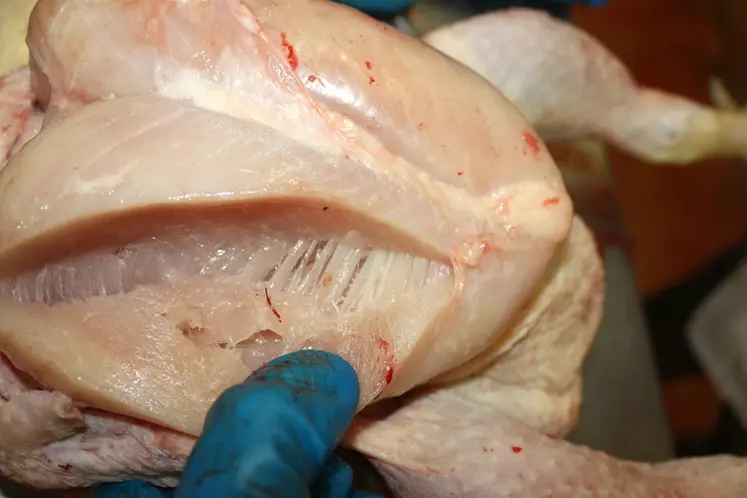 Le syndrome de « muscle en bois » est connu depuis moins de dix ans. Il affecte les souches de poulet à croissance très rapide, ayant des cellules musculaires hypertrophiées. © DR