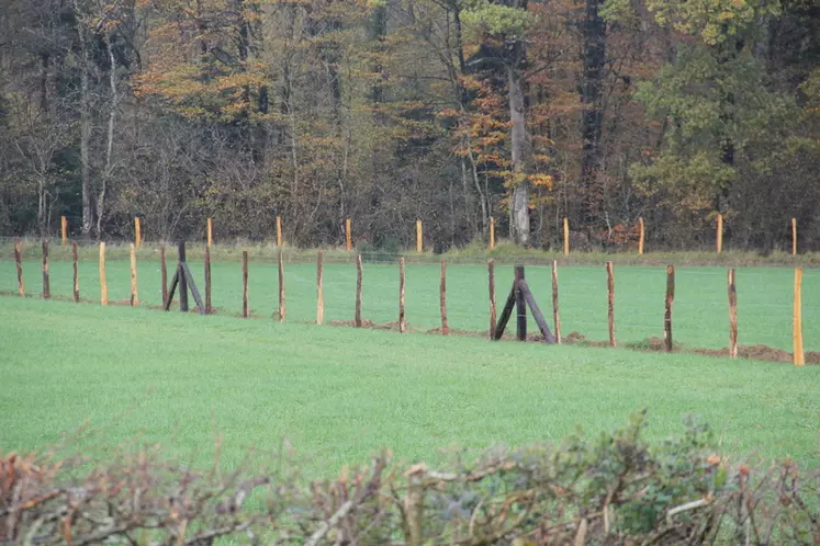 Située en bordure de forêt, la clôture du parcours a été renforcée pour empêcher l’intrusion de petits et gros gibiers. © A. Puybasset