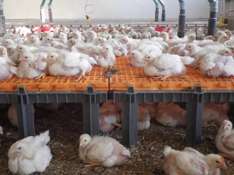 Essai de plateforme pour des poulets standards à l'Anses de Ploufragan en 2020 © Anses