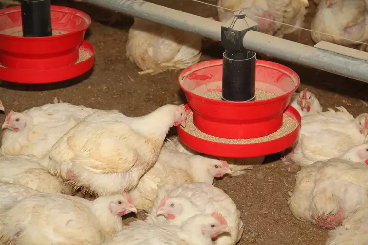 L'aliment représente plus des deux tiers des impacts  de la production de poulet vif sur le changement climatique. © A. Puybasset