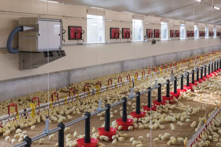 En poulet du quotidien, le système Lead Exp'air simplifie le travail durant la première quinzaine d'élevage en gérant simultanément le chauffage et la ventilation, tout en permettant de mieux évacuer l'humidité.  © Le Roy