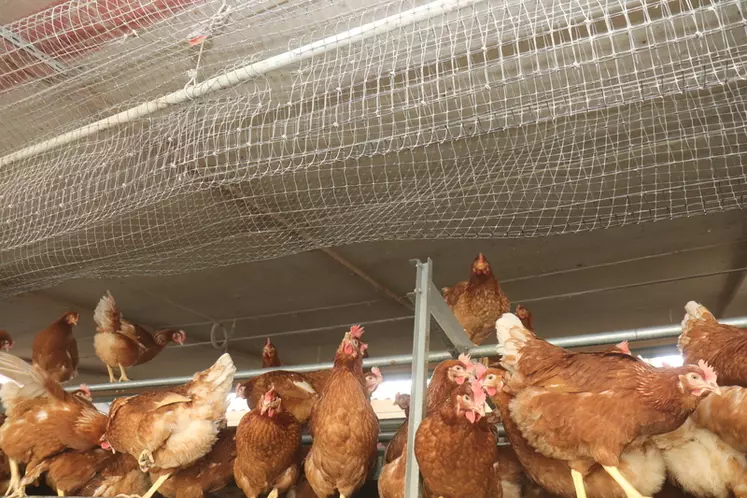 En volière, le confinement temporaire avec un filet rabattu permet d'habituer les jeunes poules à leur nouvel environnement  © P. Le Douarin