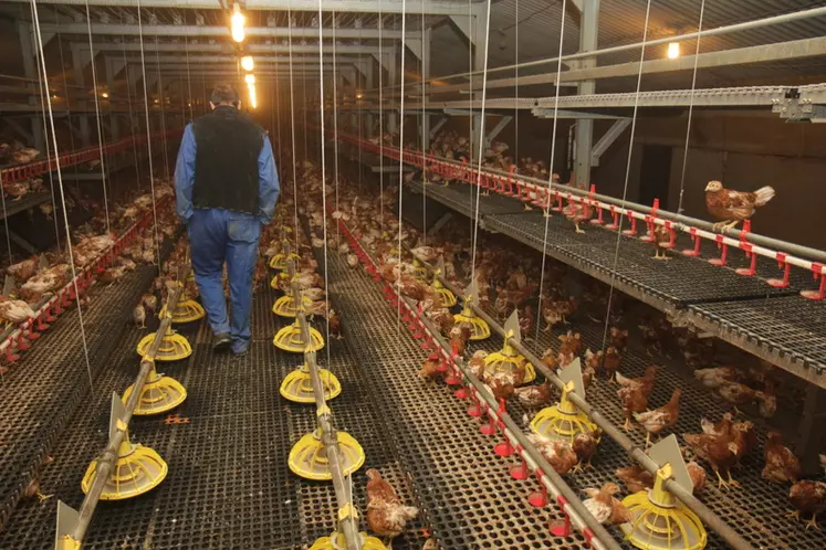 Patrick Le Corre va visiter le bâtiment d’élevage des poulettes avant  leur mise en place et échanger avec l’éleveur. © P. Le Douarin