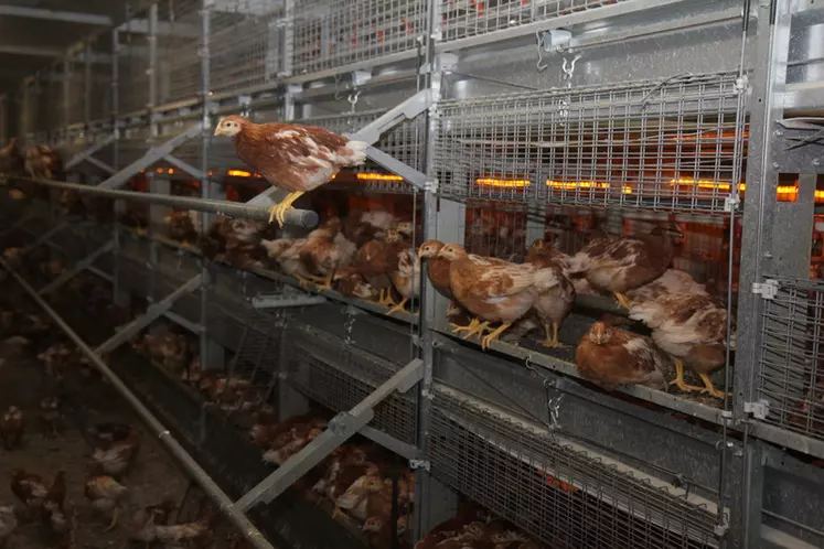 Idéalement, les élevages de ponte devraient recevoir des poulettes provenant de poussinières ayant des équipements similaires ou compatibles avec leur équipement © P. Le Douarin