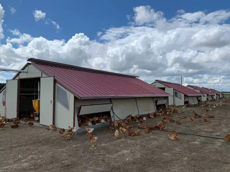 On élève surtout des poulets de type label rouge en Nouvelle  Aquitaine  © X.Cresp