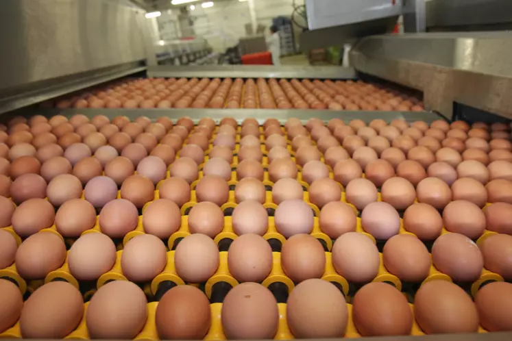 Surproduction en œuf alternatif, coûts de production qui explosent, prix qui baissent, flou sur la future répartition des codes... la filière est à la peine.