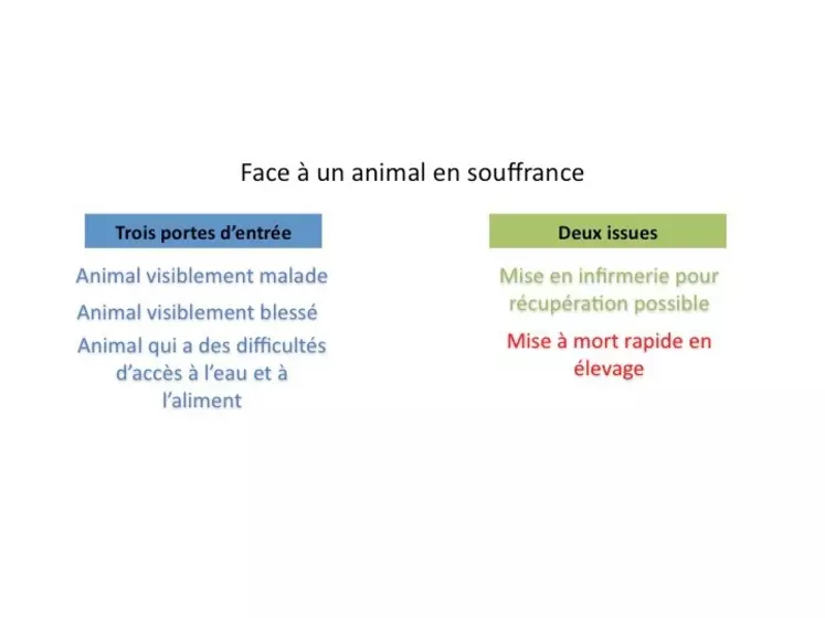 L'arbre détaillé (ici les voies d'entrée et de sortie) de décision d'euthanasier ou pas une volaille en cours de lot sera bientôt inclus dans la formation des référents en bien-être animal.