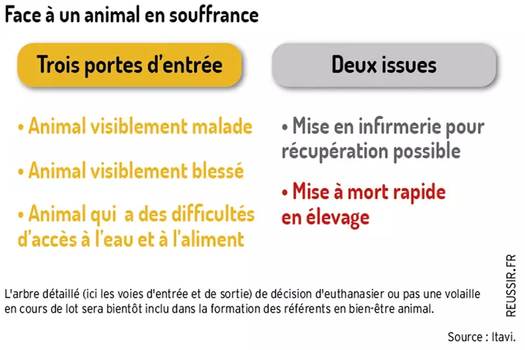 Comment décider de la mise à mort des volailles