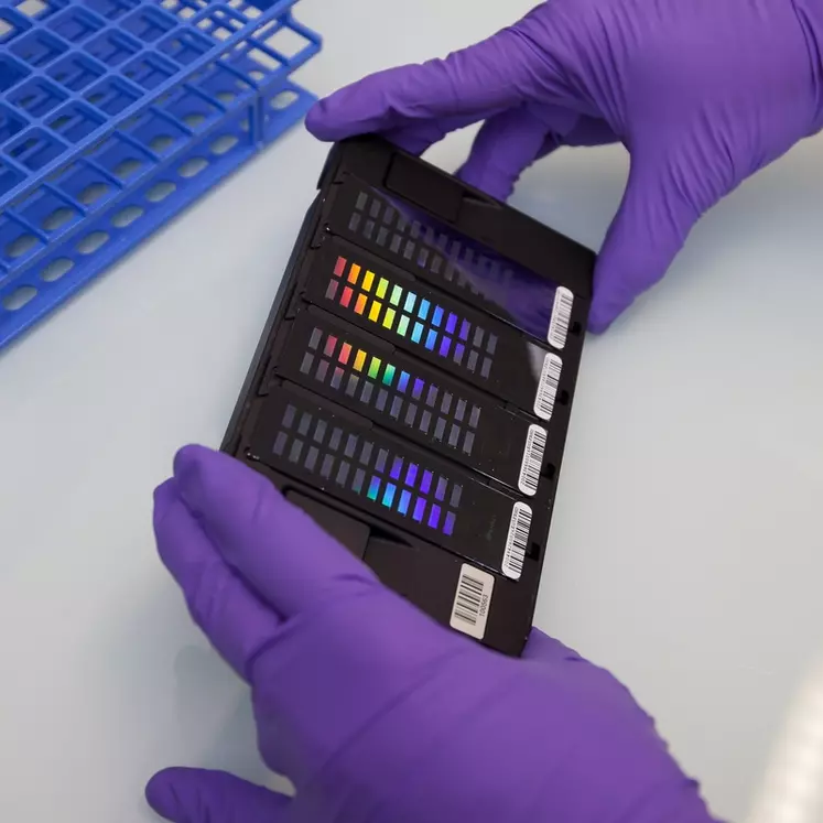 L'ADN de chaque caneton à génotyper est posé sur une des 96 "puces" à 60 000 marqueurs que compte cette plaque.