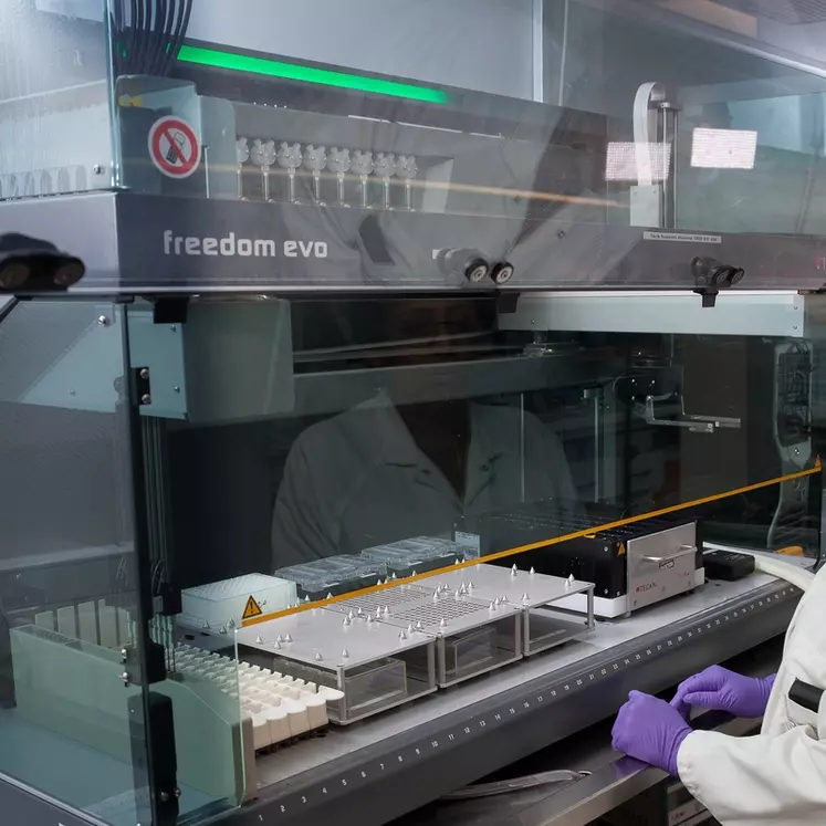Avant le génotypage proprement dit, un robot prépare les ADN des canetons (extraction, transfert de plaque, dilution…).