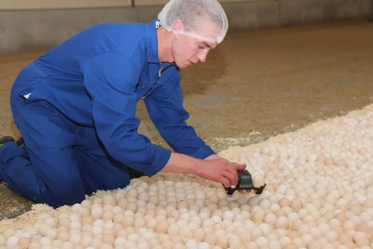 Le technicien du couvoir Josset Avi-Loire répartit huit capteurs d'éclosion au milieu de la bande d'œufs.