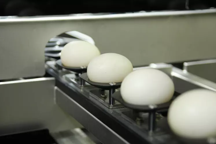 La pose des œufs à sexer sur six lignes d’empreintes mobiles est encore manuelle avec la version 2 préindustrielle.