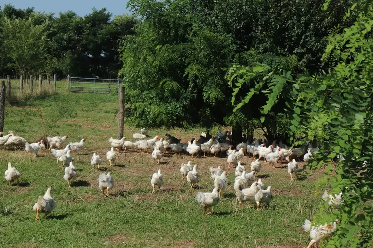 Elevé au minimum jusqu'à 56 jours, le poulet Plein Champ a accès au même parcours que le poulet label rouge de Loué..