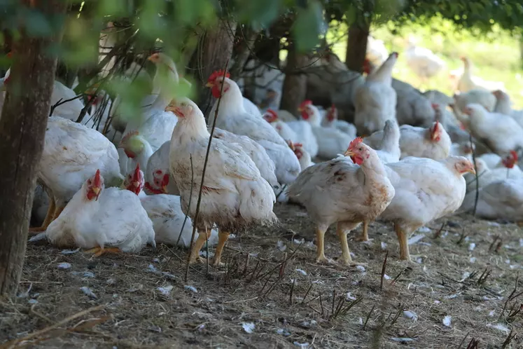 Elevé au minimum jusqu'à 56 jours, le poulet Plein Champ a accès au même parcours que le poulet label rouge de Loué.