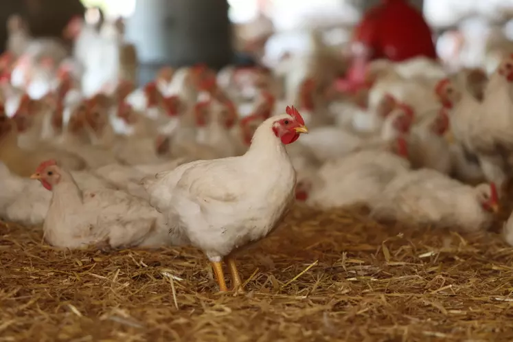 Ce poulet est très rustique mais exige plus de suivi qu'un label rouge, d'autant plus qu'il est issu d'une génétique jaune au comportement alimentaire plus variable qu'en blanc.