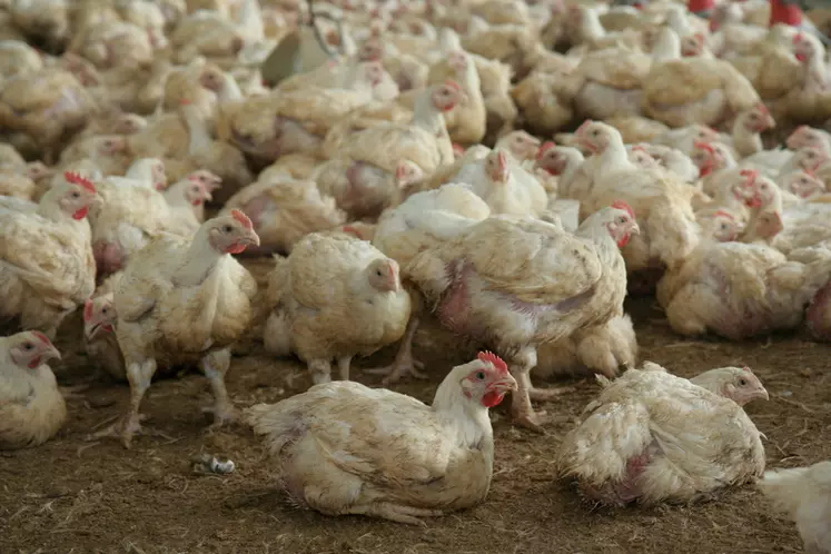 CCPA contribue à démédiquer la production de poulets tout en améliorant les performances.