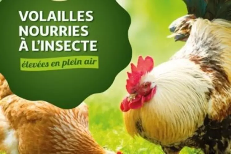 En 2020, Auchan a testé la réaction des consommateurs, avec la vente de quelques milliers de poulets de type label rouge nourries avec un aliment de Nealia contenant de l'huile d'insecte.