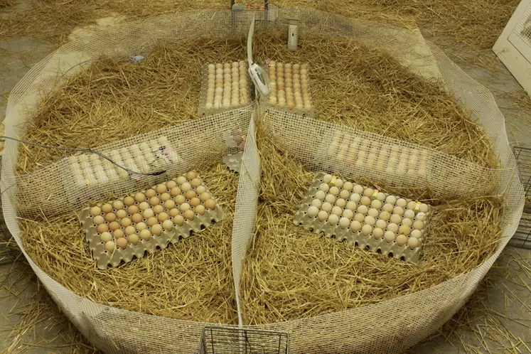 Dans le cadre du dispositif expérimental d’éclosion à la ferme avec chauffage par radiants, les œufs à couver sont placés sur des alvéoles One2Born, posées sur la litière de paille.
