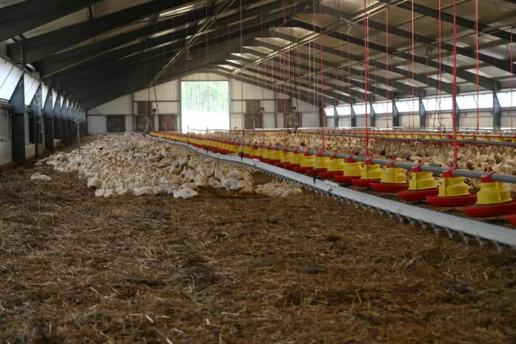 Depuis la première épizootie d'influenza aviaire la Capel invite ses adhérents à investir dans des bâtiments plus grands permettant d'allier le sanitaire et l'économie.