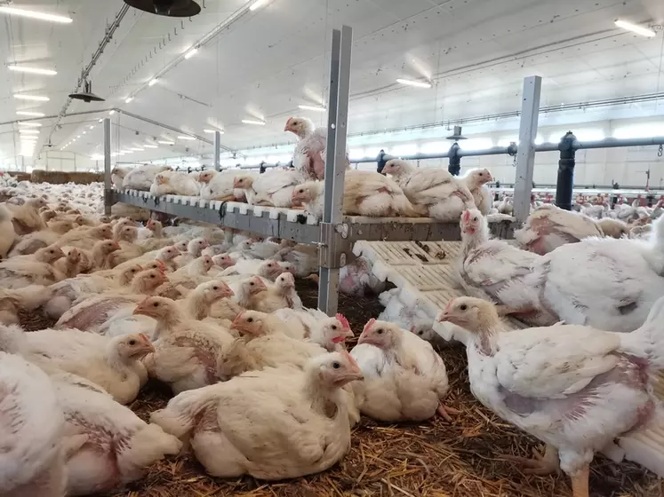 Les perchoirs plateforme sont stables pour les poulets, ils ont une rampe d’accès pour faciliter la montée des animaux