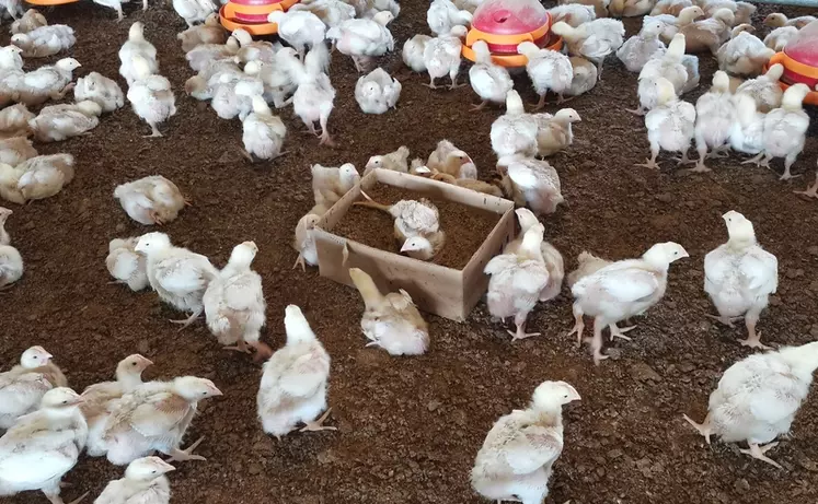 Les poulets apprécient effectuer des bains de poussière dans des substrats adaptés.