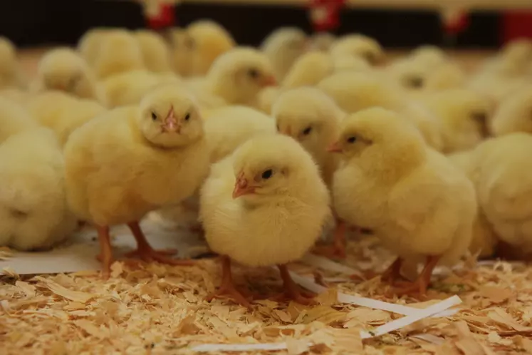 En 2020, 58,9% du poids vif traité correspondrait au poulet et 26,4% à la dinde.