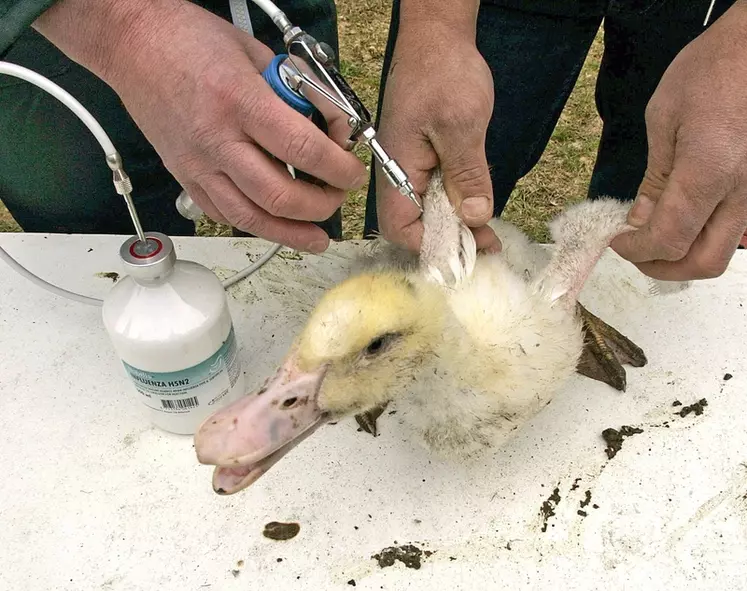 Le 24 février 2006, après approbation de la Commission européenne, la France avait rendu obligatoire la vaccination H5N2 des canards non confinables dans certaines communes des Landes, Loire-atlantique et Vendée