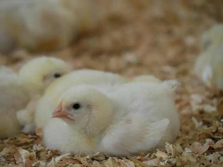 Les éleveurs de poulet ayant suivi la formation bien être animal depuis 2018 seront exemptés du module distanciel de 2 heures.