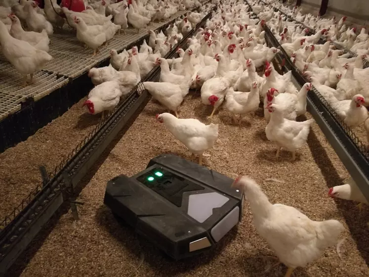 Destiné à faire bouger les volailles, notamment dans les bâtiments de poules pour réduire la ponte au sol, le robot T-Moov, plus compacte, passe sous les chaînes d'alimentation. 