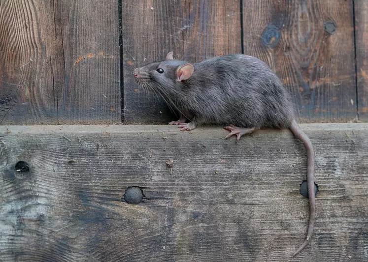 Le rat brun est l'espèce la plus impactante 