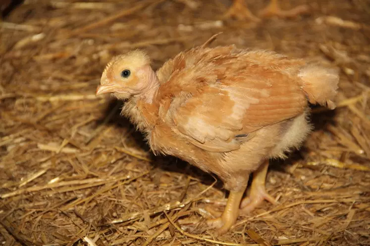 Les poulets à opérer sont en bonne santé et ne font pas plus de 700-800 gr.