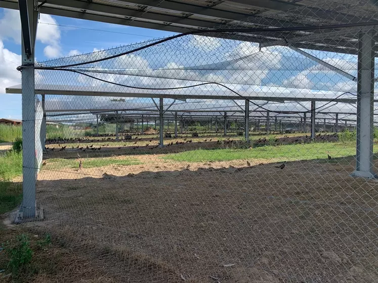 Agrivoltaïsme : Des faisans à l’abri d’ombrières photovoltaïques