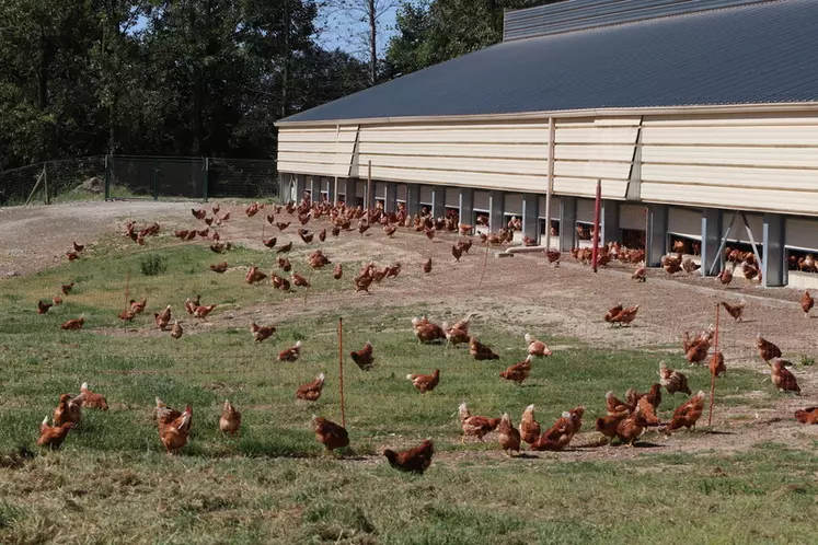 En accédant à l’extérieur, les poulettes sont exposées à plusieurs dizaines de milliers de lux, ce qui peut perturber la gestion du programme lumineux pour déclencher la ponte.