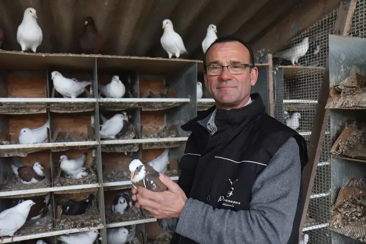 Passionné par cet oiseau très attachant, Ludovic Guillaume s'est lancé dans son élevage de pigeon pour la seconde fois et espère que ce sera la bonne.