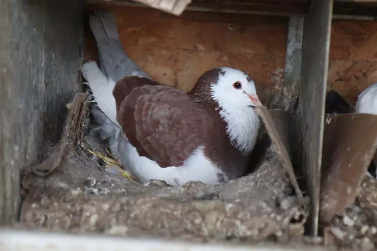 Pigeon Myrthis Pie en pleine couvaison. Un bon couple chevauche ses cycles de production, en nourrissant d'un côté du double nid et en couvant de l'autre.