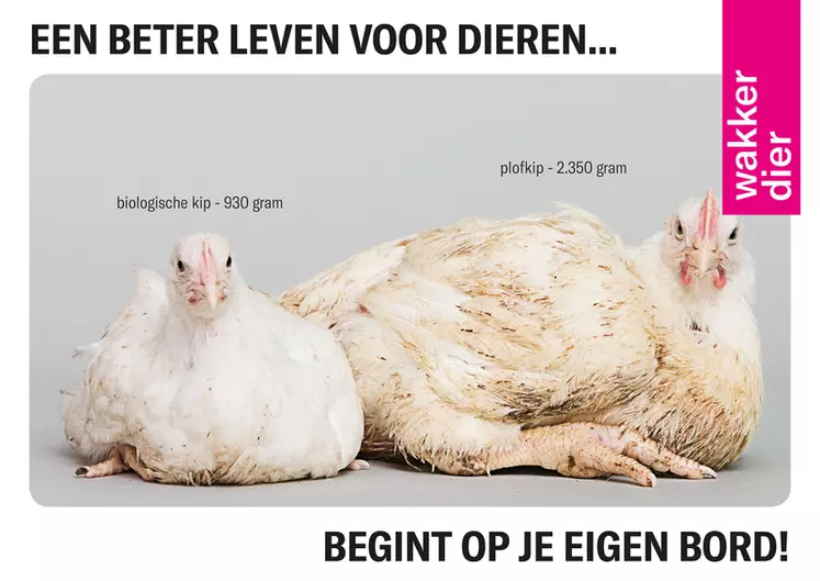 En 2012, la campagne contre le poulet qui explose a profondément marqué l'opinion publique aux Pays Bas et débouché sur le "poulet de demain"