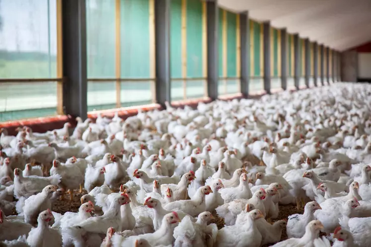 Dans quelques mois, toute la viande fraiche de poulet vendue en GMS aura été élevée selon le cahier des charges imposant le jardin d'hiver