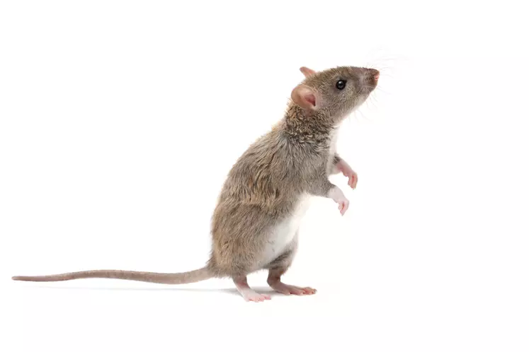 Depuis des millénaires, les rats (ici un rat brun) et souris ont calqué leurs modes de vie, de manière à vivre aux dépens de l’Homme, mais pas souvent en bonne intelligence.