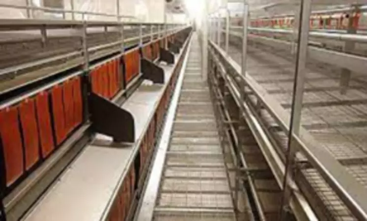 L'installation de chicanes entre les pondoirs contribue à limiter le risque d'étouffements.