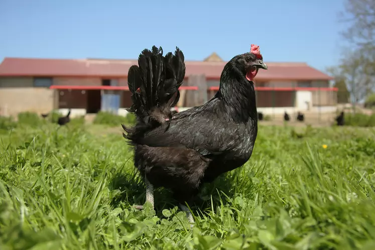 La poule noire de Louhans est réputée pour sa rusticité