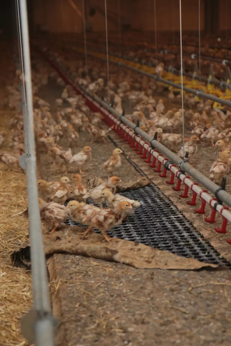Les volières pour poulettes de type portique sont celles qui favorisent le plus le recyclage des coccidies vaccinales.  © P. Le Douarin