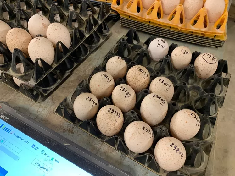 Chaque œuf issu d’un parquet de pedigree est marqué du numéro de la femelle, contrairement à ceux issus des parquets de croisements GGP ou GP