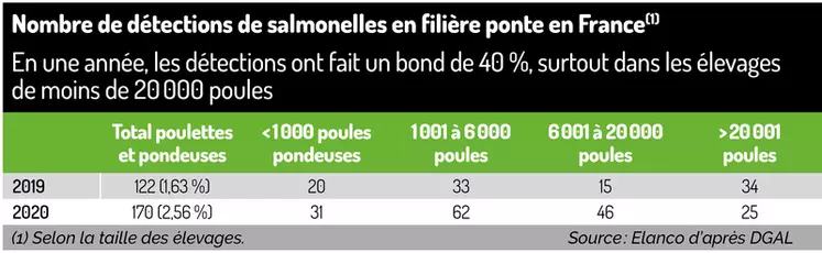 Les vaccins vivants contre les salmonelles bientôt autorisés pour les pondeuses ?