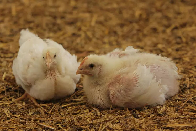 Bien-être animal : reconnaître les comportements des poulets