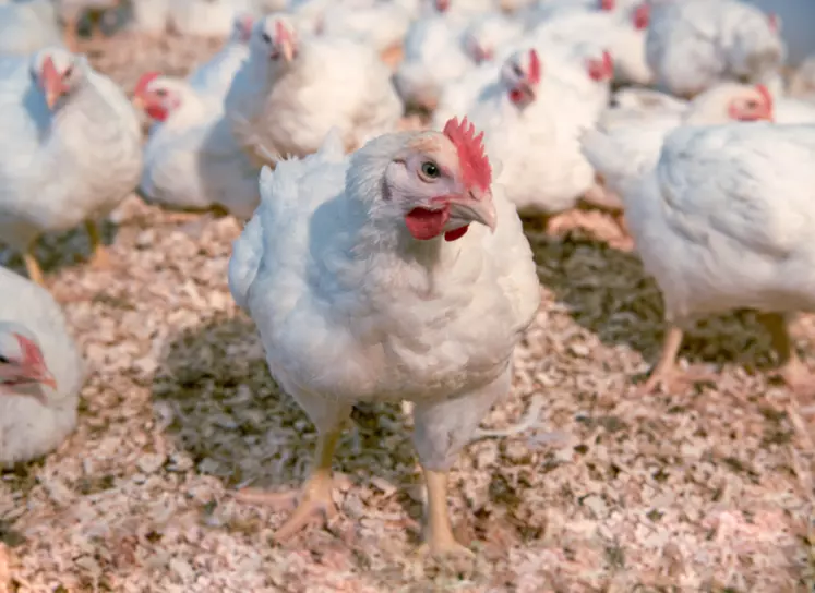 Génétique : Hubbard lance la nouvelle souche de poulet Redbro